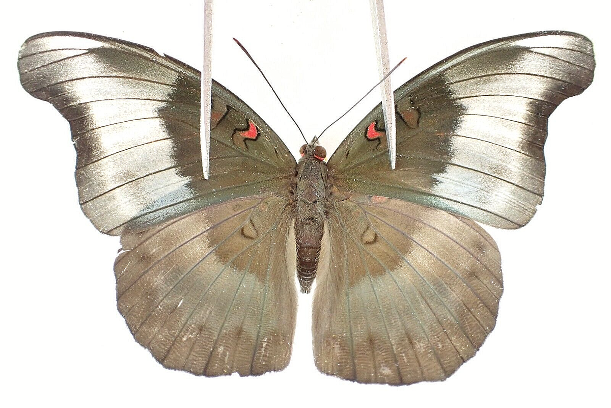 標本用品 Tanzania Eudicela e.euthalia 40mm s-l1200.png