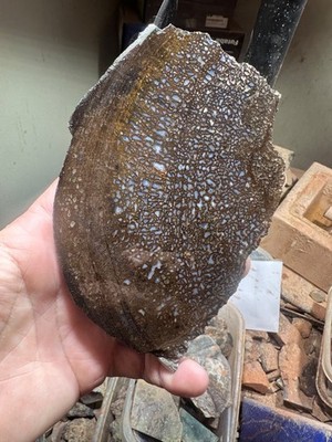 Dinosaur bone rough **hxtled partial vertebrae slab.