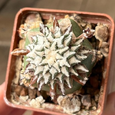 A33-520 Cactus kotschoubeyanus, VM465, Mina, NL, grafted