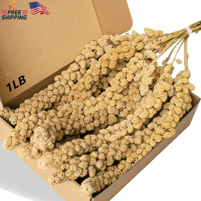 Spray Millet Treat for Birds Parakeets Cockatiel Budgie Finches Parrots & Hamste