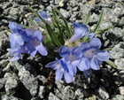Penstemon uintahensis Rare Utah endemic rock garden plant