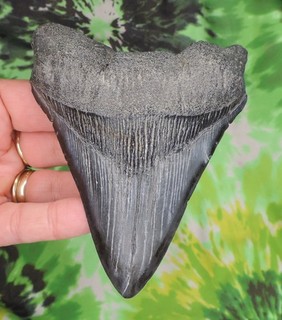 Megalodon Sharks Tooth 4 11/16" inch NO RESTORATIONS fossil sharks teeth tooth