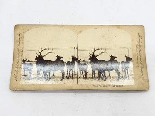 ANTIQUE C BRESSTADT STEREOVIEW CARD PRIDE OF THE FOREST ELK DEER HERD OUTDOOR