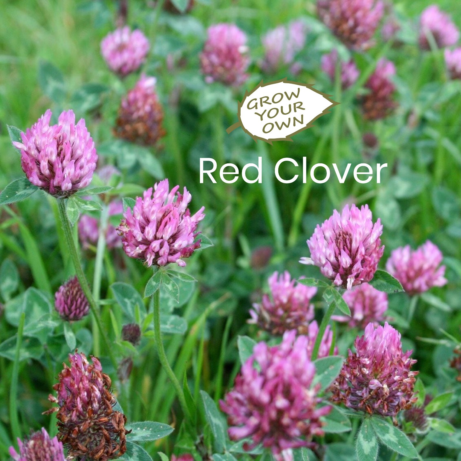 Grow Your Own Red Clover - Seeds Wildflower Pollinator Plant Bees Butterflies