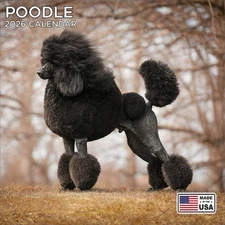 Poodle Calendar 2026 - Dog Breed Wall Calendar - Made in the USA!