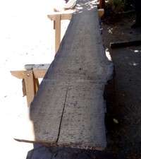 Mooreiche,Moorholz ca. 1500 Jahre,Altholz Drechselholz,Tonholz,Tischplatte,Bohle