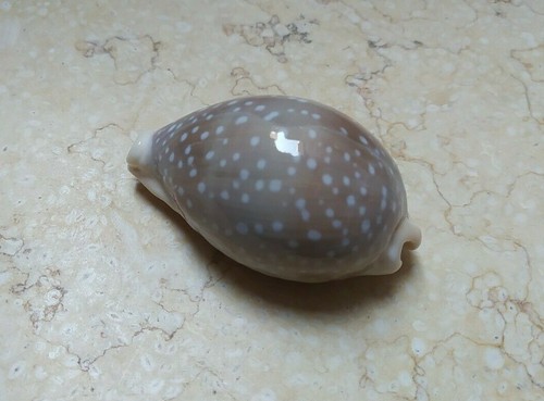 F Cypraea camelopardalis mariae lyncina F++++ F+++ super glossy cypraeida 74,1mm - Bild 8 von 12