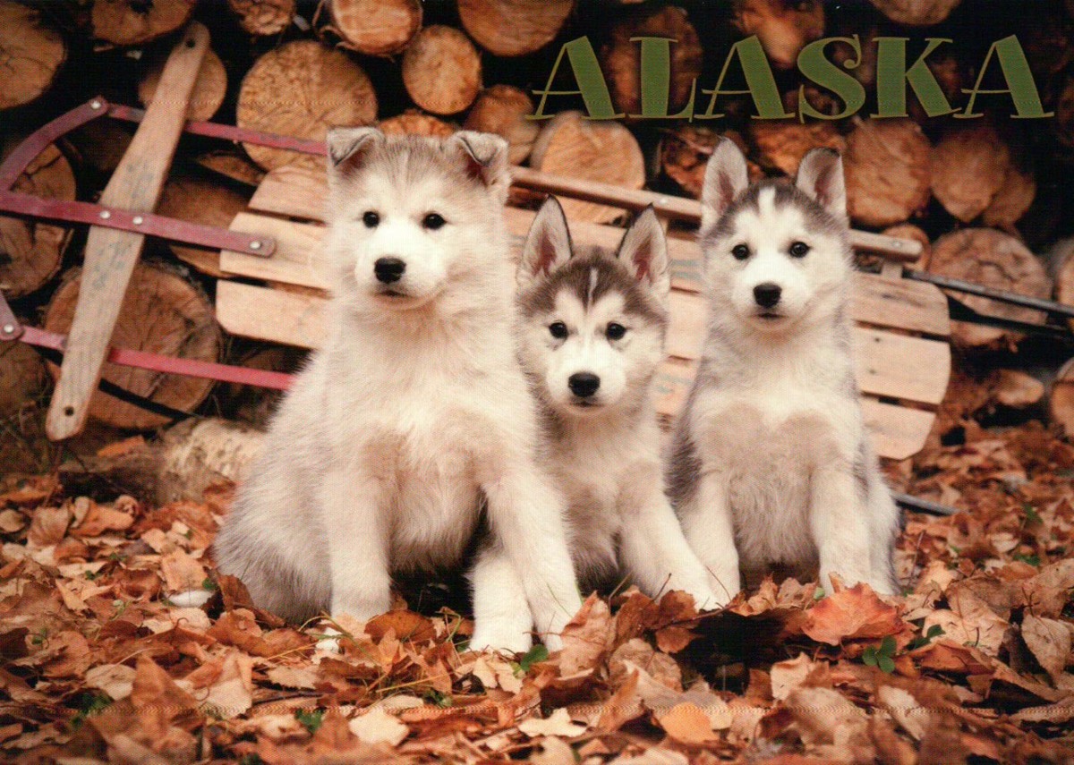 Siberian Huskies, Puppies, Iditarod Sled Dogs, Alaska AK Husky