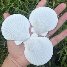 30 PCS Natural White Scallop Seashells Crafts Wedding Beach Decor 23 Inch