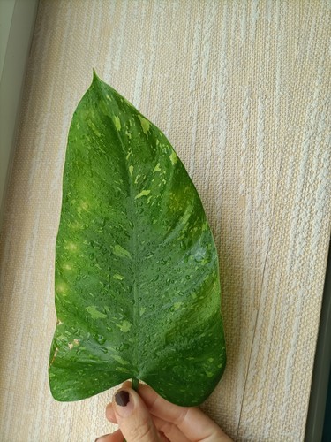 Philodendron Jose Buono #4