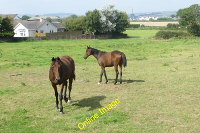 Photo 12x8 Near Midleton Carrigshane Two horses in a field beside the Cast c2014