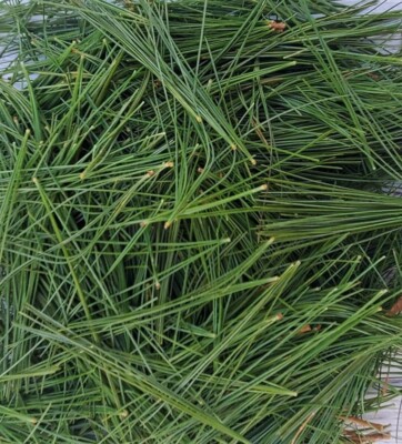 pine needles for tea