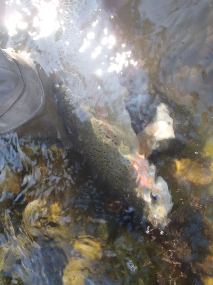 Irideus Running Fly Line 7 wt Flotante Sombra Dimensión Steelhead Salmon Foto 3 de 3