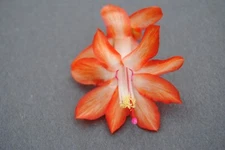 Christmas Cactus Starter Plant ~~Stephanie~~ Schlumbergera Truncata