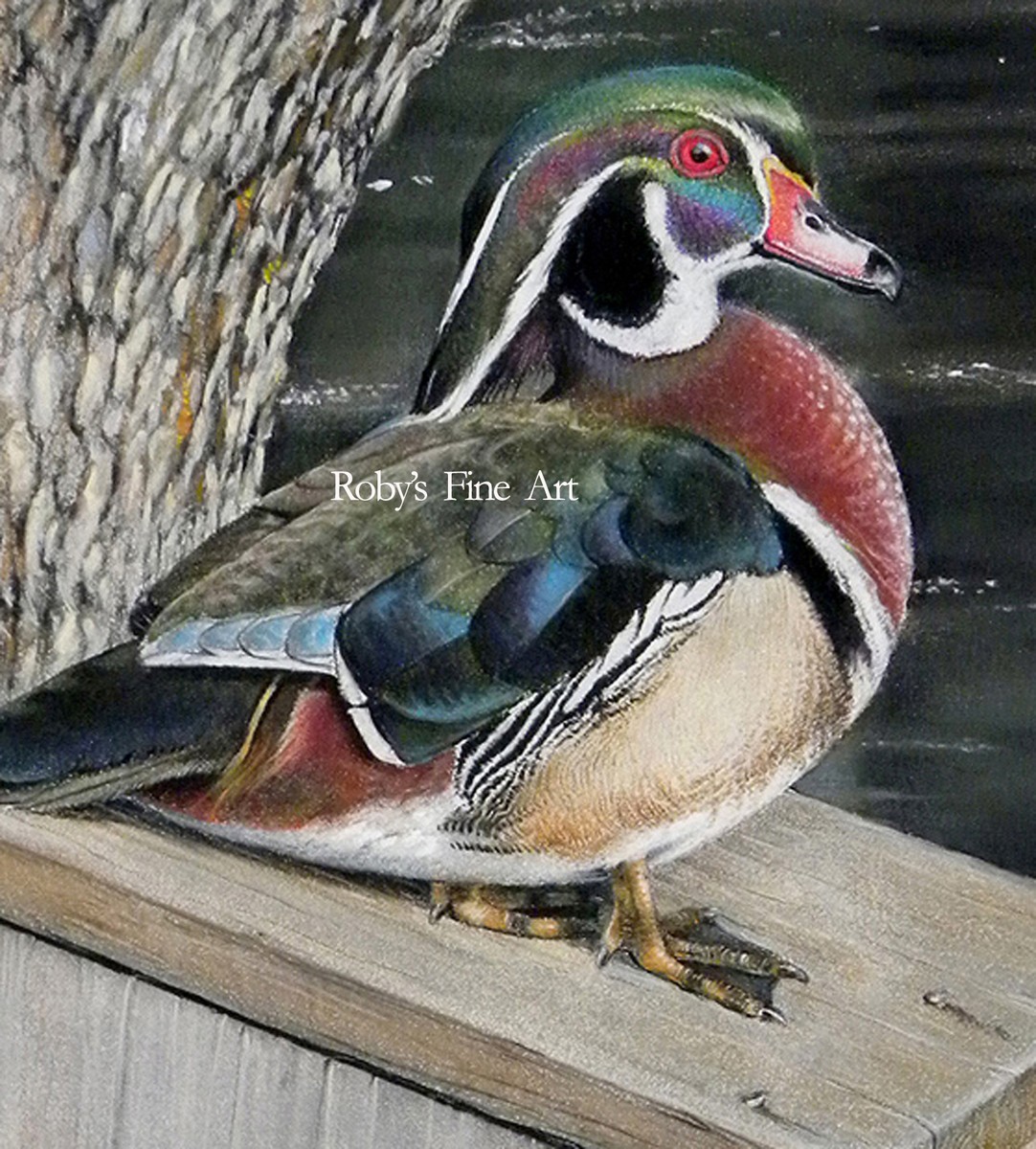 Wood Duck Art Print 