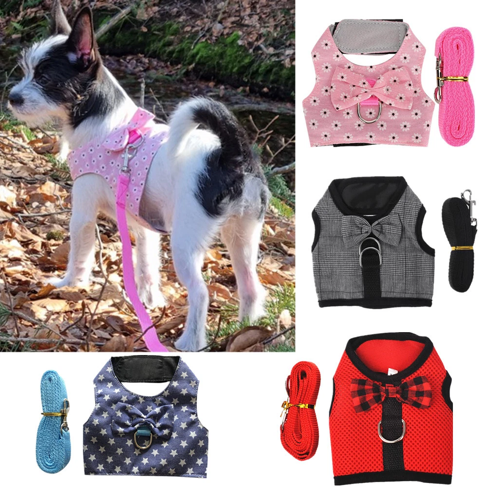 Harness for cheap teacup chihuahua