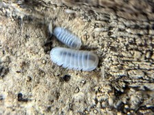 12 ct Cubaris murina  Glacier  Isopods