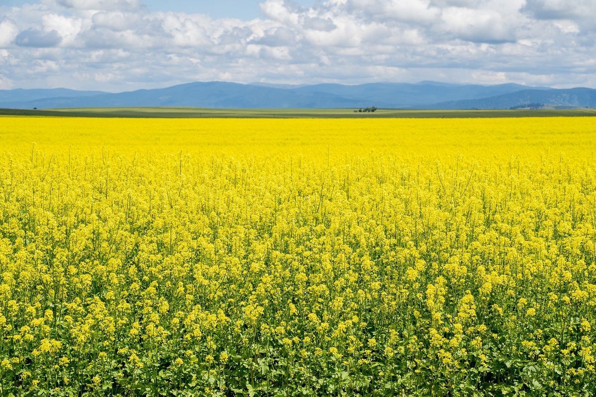 Gelbsenf 10 Kg Ganze Körner - Bienenfreundlicher Gründünger Weißer Senf