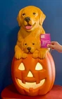 2026 HOME ACCENTS HALLOWEEN 30" GOLDEN RETRIEVER BLOW MOLD!