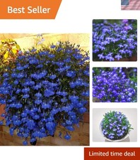 Attractive 1000 Blue Creeping Thyme Seeds - Perfect for Rock Gardens  Walkways