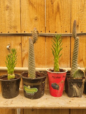 Live Pine Cone Cactus Cutting - Fresh and Ready to Grow! Buy 2 Get 1 Free |  eBay