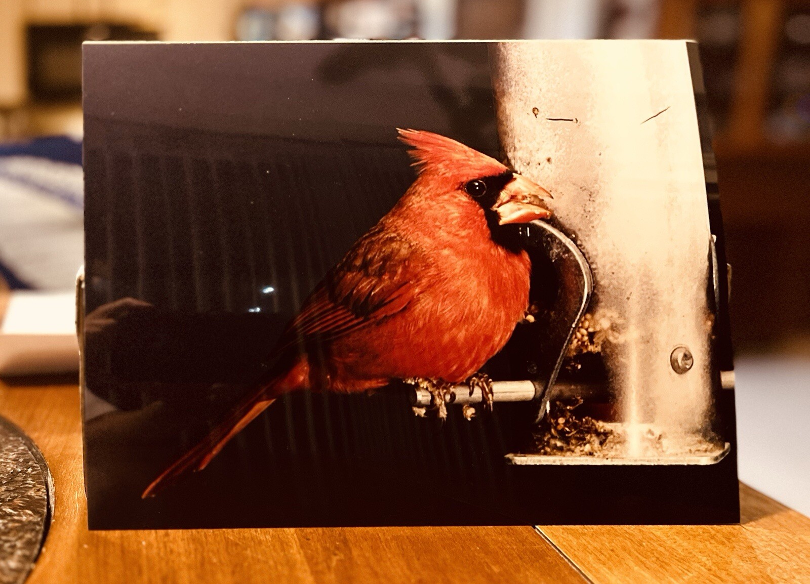 Red Cardinal Bird Photograph Art Picture 8x10 Feeder Perched Color ...