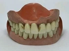 Antique Historical Dental Oddity Model Early Period Teeth Display W/Gold Inlay