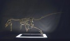 Velociraptor Skelett, Dinosaurier, Fossil, Ma&szlig;stab 1/1, Original Gr&ouml;&szlig;e, Unbemalt