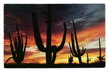 Giant Saguaro Cactus Arizona Sunset Postcard Vintage 1950s Ray Manley Published