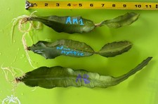 3 Rooted Dragon Fruit Plants American Beauty Natural Mystic AM1