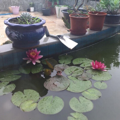 20 Semi Di Loto E Ninfee - Piante Acquatiche Per Laghetto O Vaso - Foto 4