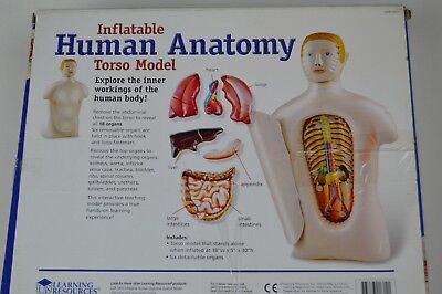 New Inflatable Life Size Human Adult Torso Anatomical Anatomy Teaching Model Ebay