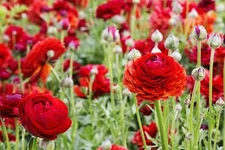 PICK YOUR FLOWER - Choose From (12) Red Perennial Plants & Bulbs, Radiant Garden