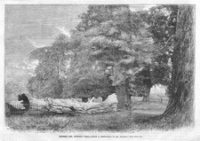 HERNE'S OAK at Windsor Park - Antique Print 1863