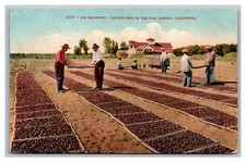Fresno CA Fig Industry Drying in the Sun Posted c. 1910 Divided Back Postcard