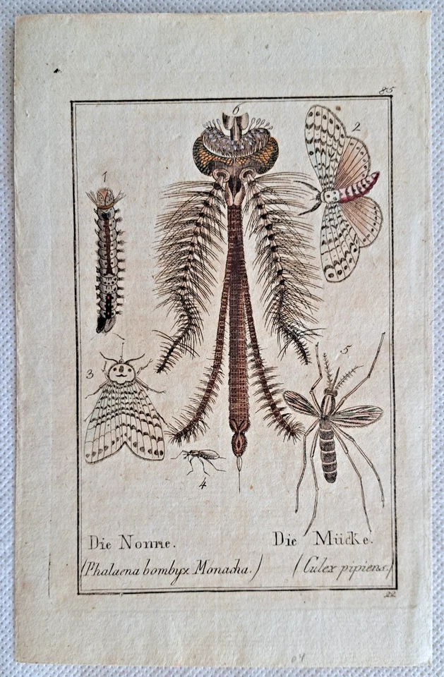 Ameise Pillenkäfer Seidenwurm Mücke 4 Kupferstiche handkoloriert c 1790 Insekten - Bild 3 von 4