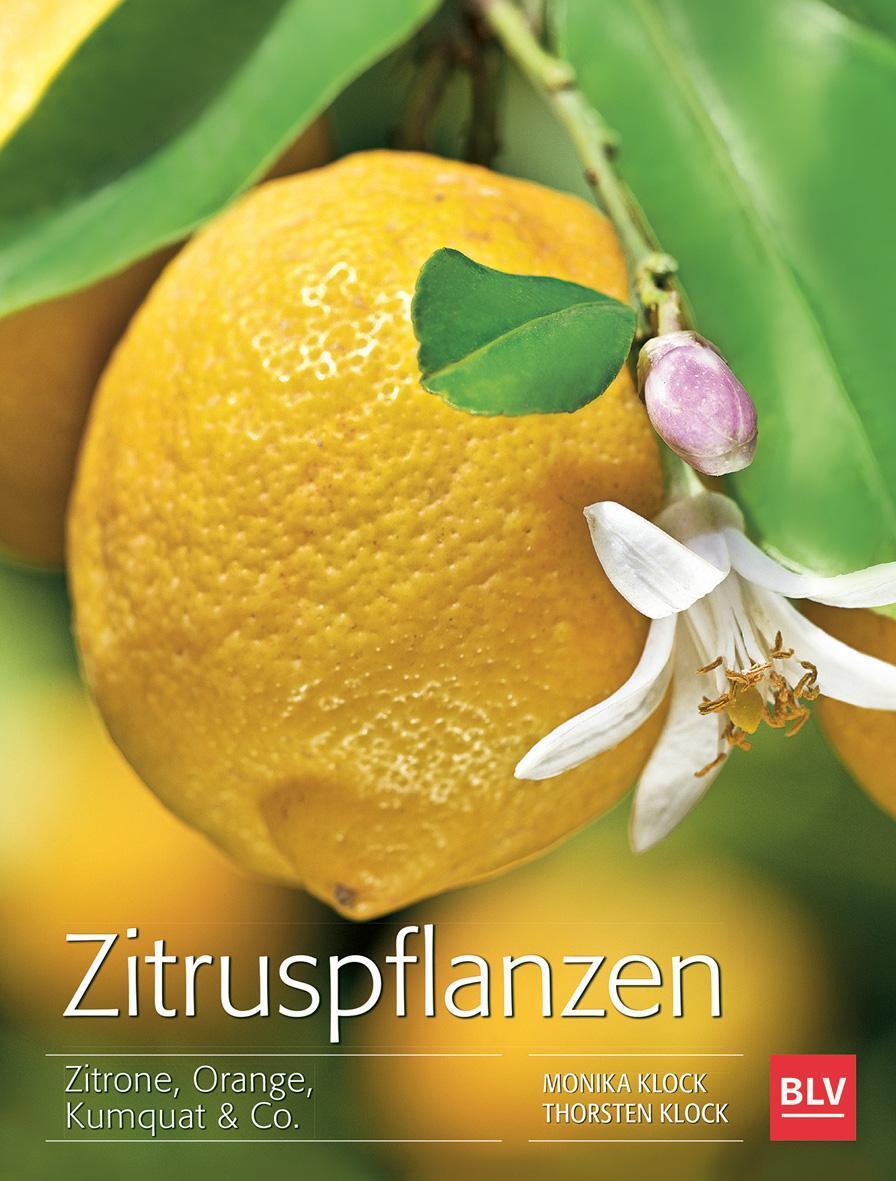 Thumbnail - Zitruspflanzen Monika Klock 9783835414358