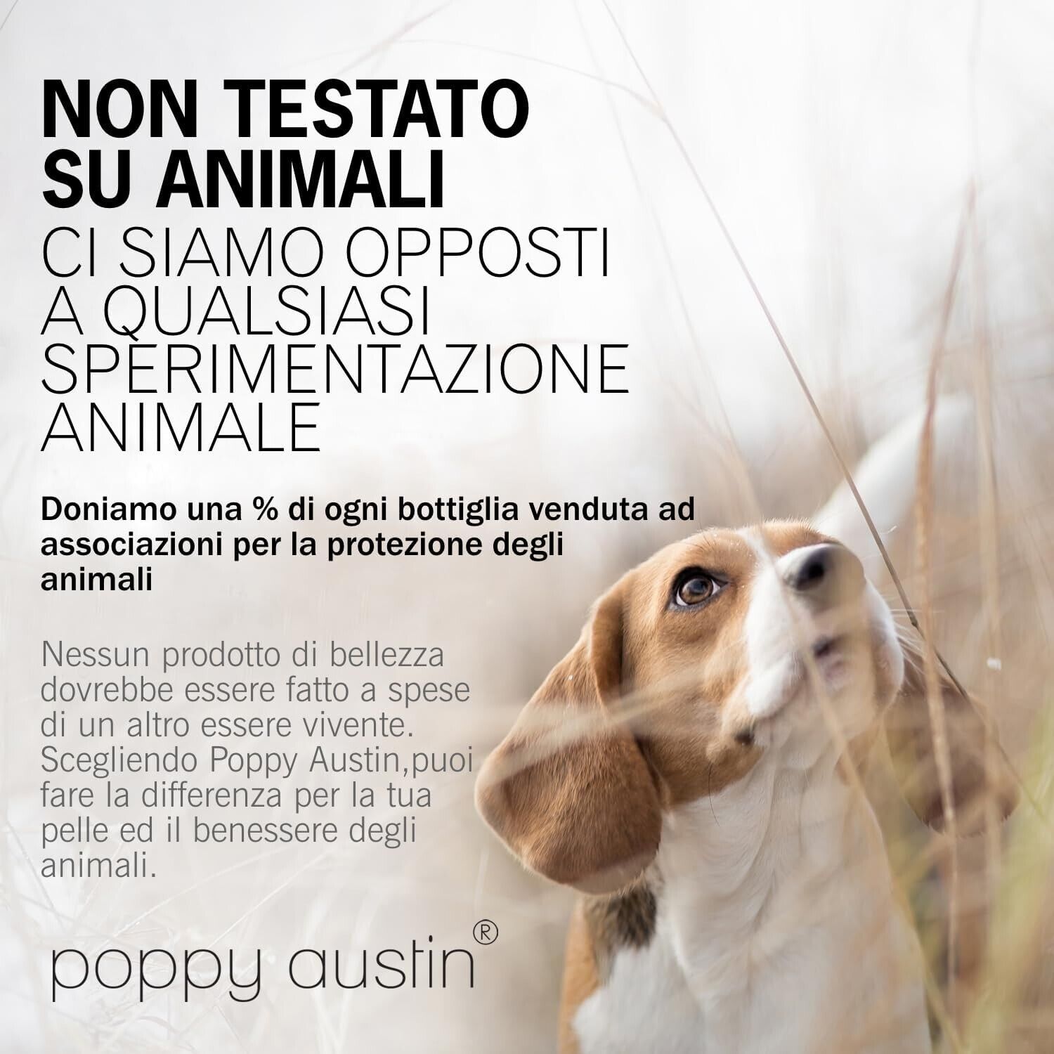 Foto 2 di 5
