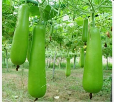 Bottle Gourd Seeds | Calabash Gourd, Gourds, Long Bottle Gourd Seeds | NON-GMO