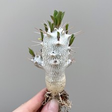 Giardino Saundersii Pachypodium 6-7 cm 1 pezzo