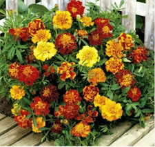 French Marigold Bonita’ Mix Double Flowers x 6 Plug plants