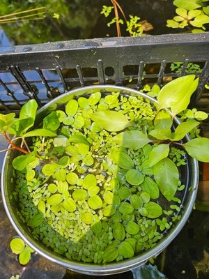  Live Floating Plant Mix - Water Lettuce, Salvinia, Duckweed - Pond & Aquarium