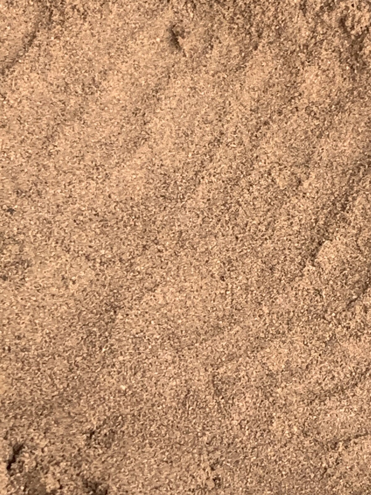 Pure Black Walnut FINE SAWDUST 3 Quarts / SEE DESCRIPTION / Deep Rich