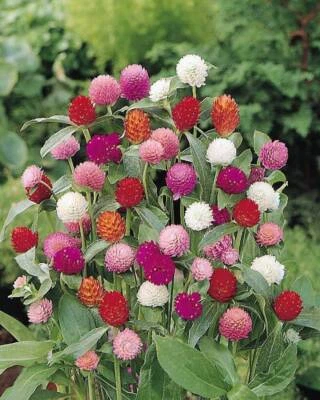 SEEDVILLE USA 50 GLOBE AMARANTH MIX Gomphrena Globosa Mixed Colors Amaranthus Flower Seeds
