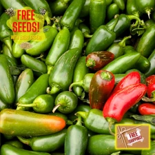 Fresh Hot Jalapeno M Pepper Seeds | Heirloom Non-GMO | Fresh Vegetable Seeds