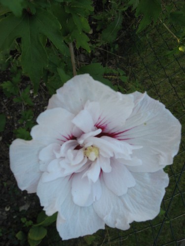 Gartenhibiskus Straucheibisch weiß/rot gefüllt Lady Stanley 20 Samen