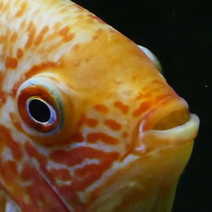 リー様お取り置き マッドジョンソン入手困難最高傑作「HAPPYFISH」 HAPPYFISHONLINE LLC | eBay Stores