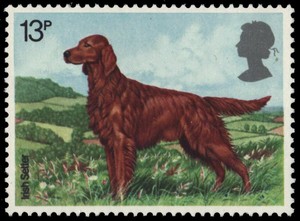 irish setter 854