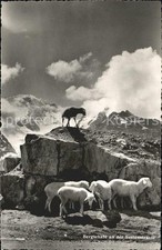 Schafe Bergschafe Sustenstrasse 