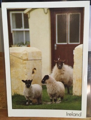 Irish PC SHEEP at Door Gate Visiting Friends Insight Ireland Peter Zoller SP245